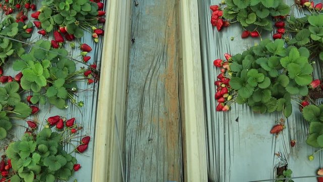 Walking through an organic strawberry farm - first person hand-held perspective POV