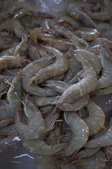 Fresh shrimp on ice, group of shrimp for sell
