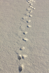 not deep tracks of a little wild animal on white snow in winter