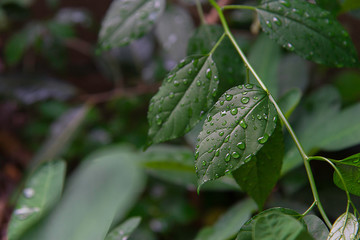 Water drops on a green leaf