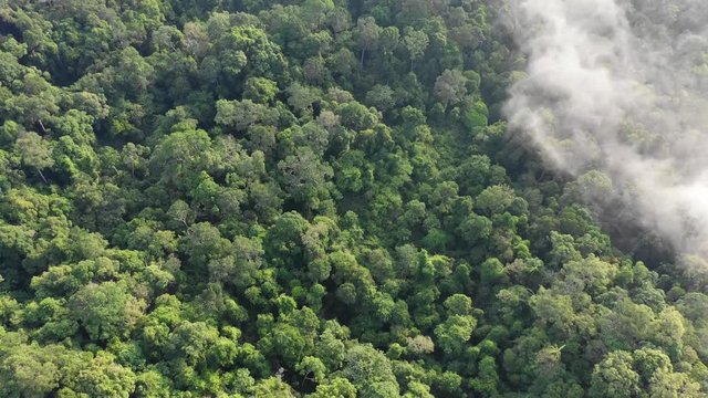 Rainforest (rain forest) jungle and clouds aerial footage 