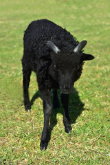 Fototapeta premium schwarzes lamm einer heidschnucke auf der wiese