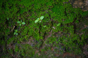 green moss in wall