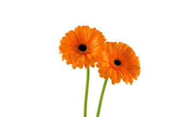 Two beatiful orange gerbera on white background