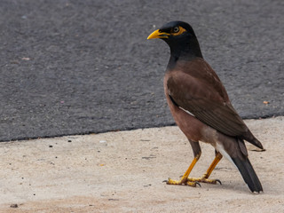 Common Wild Myna Bird