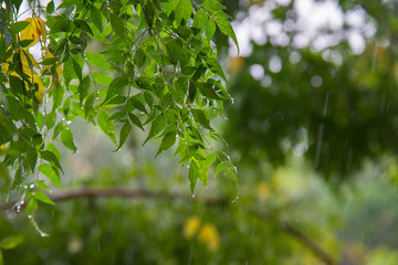 Leaves in the rainy season