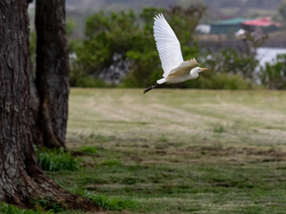 Flying Wild White Egret