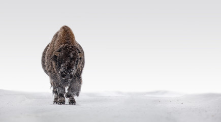 Animal bison in winter