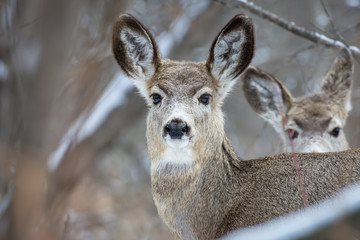 Mule Deer Portrait (Odocoileus hemionus)