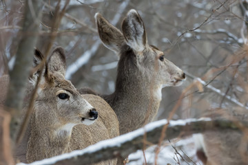 Two Mule Deer (Odocoileus hemionus) Looking Out For Danger