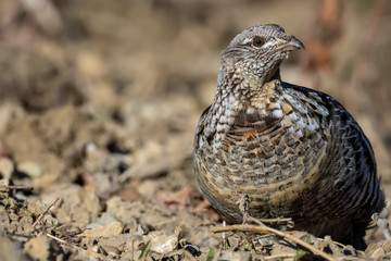Ruffed Grouse (Bonasa umbellus)