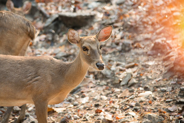 Deer in the zoo