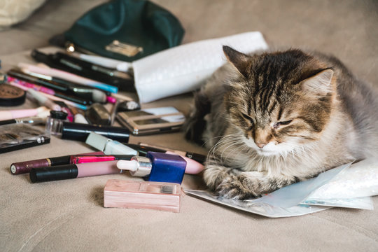 The photo of the fluffy cat lying  near women's cosmetics