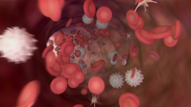 3D animation of a bloodstream with red cell white cell and platelet
