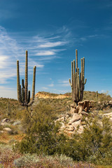 Old saguaros at Brown's Ranch in Scottsdale Arizona