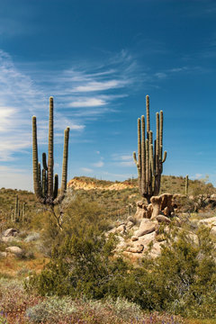Old saguaros at Brown's Ranch in Scottsdale Arizona © DCA88