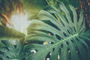 Rain water drops on Green leaves of monstera or Split-leaf philodendron in tropical forest and garden background.Vintage tone. - obrazy, fototapety, plakaty