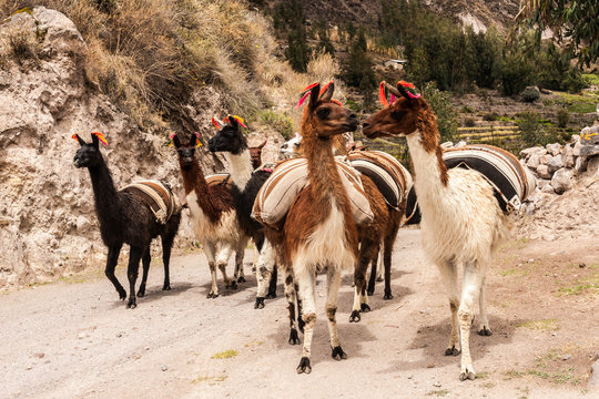 Andean llama carry the products of comunity to the village of Cotahuasi market