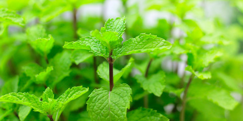 GREEN LEAVES OF MINT PLANT