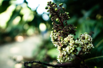 flowers on mango tree 