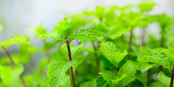 GREEN LEAVES OF MINT PLANT