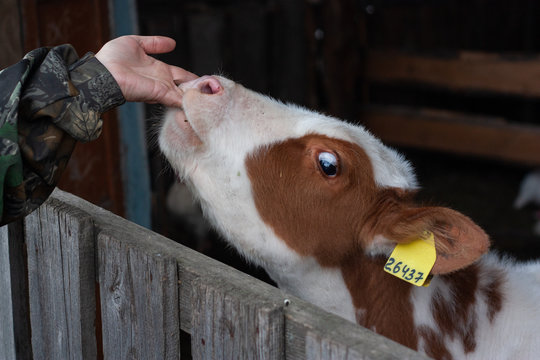 cow fed in a flock with hands