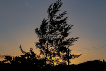 silhouette of a tree at sunset