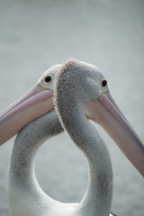 Pelicans close and facing away.