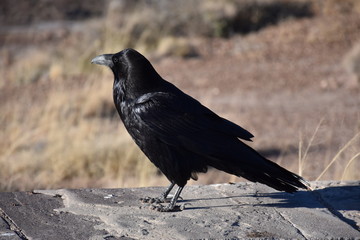 Mr Raven Looking at Things