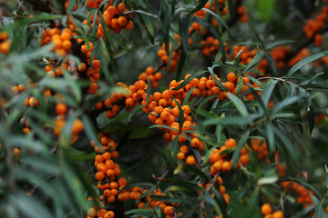 Sea-buckthorn