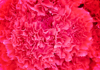 Ornamental colorful red carnation flowers blooming top view for background