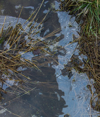 Grass makes its way through the surface of the water in a river covered with a thin layer of ice. 