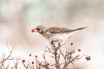 Portrait of thrush. The bird sits on the hawthorn tree. She has berries in her beak. She eats.