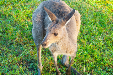 Wallaby out early morning feeding