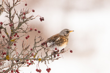 Portrait of thrush. The bird sits on the hawthorn tree.Beautiful colors.
