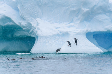 Gentoo penguins playing on a large snow covered iceberg, penguins jumping out of the water onto the iceberg, diving back into the water, and swimming, snowy day and blue ice, Paradise Bay, Antarctica © knelson20