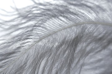 white feather macro background. Texture feather closeup. feather texture on white background. Close-up feather.Weightlessness.