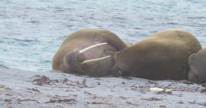 Walrus male lying on the Beach of Spitsbergen