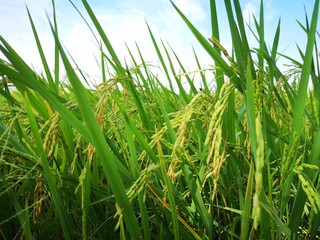 Closeup a paddy field is a flooded parcel of arable land used for growing semiaquatic rice. Paddy cultivation should not be confused with cultivation of deep water rice.