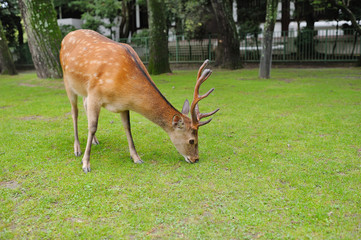 Wild deer in Nara Park, Japan. Deer are symbol of Nara's greatest tourist attraction.