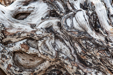 Tree Background. Wood texture detail