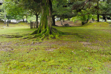 Strong tree roots in the ground in a green forest.