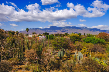 Obraz premium Oaxaca. Mexico. Landscape with cactus trees and blue sky