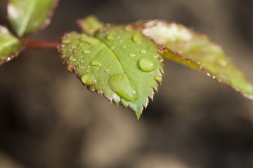 Water Drops on Green leaves in the garden pattern background