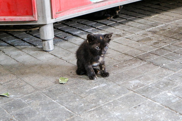 Little dirty street homeless black cat