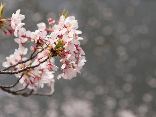 桜と川