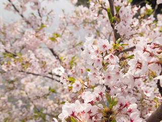 桜と川