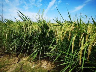 Closeup a paddy field is a flooded parcel of arable land used for growing semiaquatic rice. Paddy cultivation should not be confused with cultivation of deepwater rice.