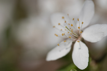 blossom of mirabelle plum macro