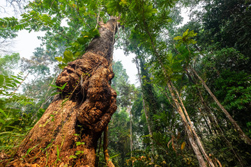 Natural Giant Burl Wood Tree in the National Park Forrest, Thailand